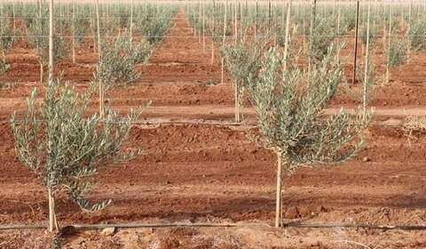 Tizi-Ouzou lancement d'une opération de plantation de 2.000 oliviers