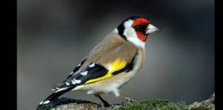 Lutte contre le braconnage et préservation de la faune en Algérie: Plus de 3.500 animaux protégés saisis en 2024, un combat intensifié contre le commerce illégal