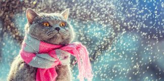 Les chats et le froid: A quelle température faut-il s’inquiéter?