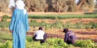 Illizi: L’ONTA remet plus de 270 titres de concession agricole