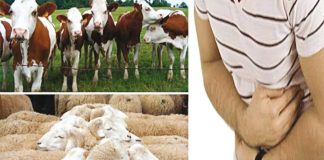 Tizi Ouzou: Apparition de cas de brucellose humaine à Mizrana