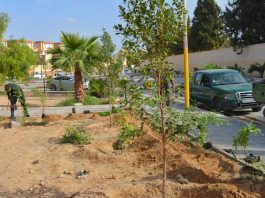 Alger: Plus de 235 000 arbres plantés durant la saison 2024-2025