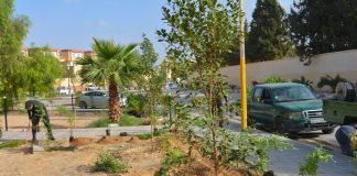 Alger: Plus de 235 000 arbres plantés durant la saison 2024-2025
