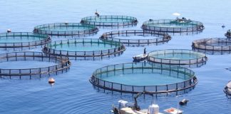 Aquaculture marine à Chlef: Entrée en production de 8 nouvelles cages flottantes à Beni Haoua