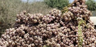 Mila: Une récolte de 1,55 million de quintaux d’ail attendue cette saison
