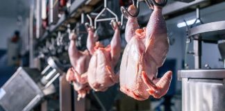 Batna: Un nouvel abattoir industriel avicole pour consolider les capacités de production des viandes blanches
