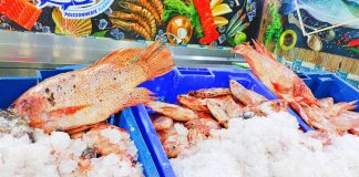 El Tarf: 10 tonnes de tilapia rouge pour alimenter les marchés du pays durant le Ramadhan