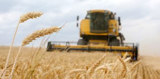 Ain Defla: 4,7 millions m3 d’eau mobilisés pour l’irrigation d’appoint des céréales