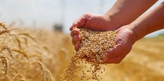 Médéa: La réalisation de centres de stockage de céréales avance à un rythme « soutenu »