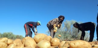 Mostaganem: Une production de plus d’un demi-million de quintaux de pommes de terre précoces et de saison