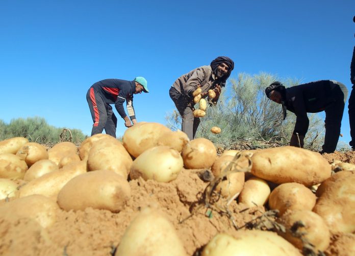 Mostaganem Pomme de terre