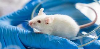 Des chercheurs modifient des souris avec le « gène du langage » humain: Des résultats troublants