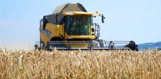 Aïn Temouchent: Une production d’environ 450.000 quintaux de céréales attendue