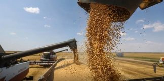 Objectif 5 millions de tonnes: 290 centres de stockage des céréales prêts avant la campagne de moisson