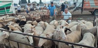 Aïd El-Adha: Arrivée au Port d’Oran d’un navire chargé de 13.000 têtes d’ovins en provenance d’Espagne