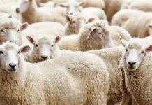 L’État accélère le déploiement des points de vente encadrés pour stabiliser le marché de l’Aïd: Cap sur une distribution régulée