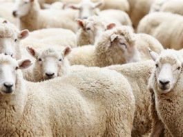 L’État accélère le déploiement des points de vente encadrés pour stabiliser le marché de l’Aïd: Cap sur une distribution régulée