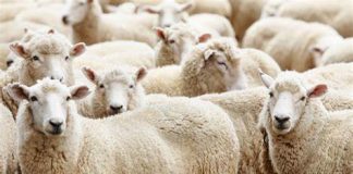 Aïd El-Adha: Plus de 36.000 moutons débarqués au port d’Oran en deux jours