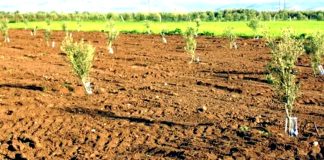 Oran: Un programme de plantation de 76 hectares d’arbres fruitiers envisagé