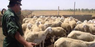 Souk Ahras: Démantèlement d’un réseau de voleurs de bétail à Oum El Adhaim