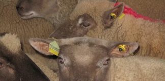 L’ENSA lance une bergerie intelligente pour préserver la race ovine « El Hamra »: Plus de 50 bêtes équipées de puces électroniques pour une traçabilité sanitaire et génétique avancée