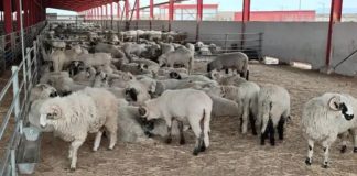 Agriculture: La vente des moutons importés débutera le 1er mai