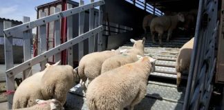 L’Algérie lance l’importation d’un million de moutons pour stabiliser les prix: 15 000 moutons déjà réceptionnés à Alger, 12 000 autres attendus dans le cadre d’une vaste opération via neuf ports