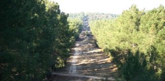 Blida: Lancement d’un programme d’aménagement de 58 km de pistes forestières