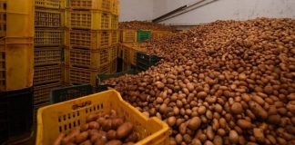M’sila: Commercialisation de 2000 quintaux de pommes de terre déstockée pour réguler les prix