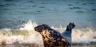 Observation rare d’un phoque sur une plage de Skikda