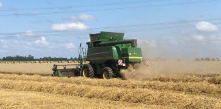 Ouargla: Une récolte de plus 371.000 QX de céréales attendue