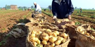 El-Oued: Prévision de production de 3,8 millions de quintaux de pomme de terre saisonnière