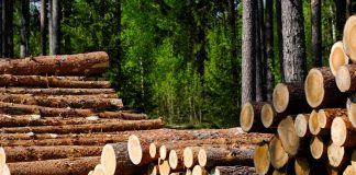 Barrage vert: Lancement d’un projet pilote pour la production de bois à Laghouat fin 2025