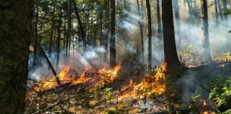 Blida: Entrée en vigueur de la décision d’interdiction du camping en forêt