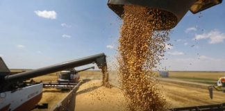 Tiaret: Réception de neuf centres de proximité pour le stockage de céréales