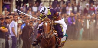 Patrimoine: L’importance de préserver le cheval Barbe soulignée à Alger