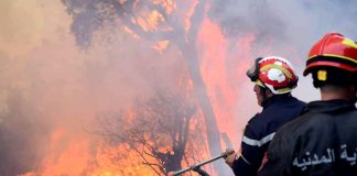 Incendies de forêts: La DGF enregistre une amélioration de 90 % en 2024 grâce à un dispositif renforcé