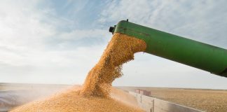 OAIC: L’Algérie achète une importante quantité de blé