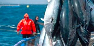 Aïn Temouchent: Cinq navires participent à la campagne de pêche au thon rouge