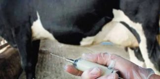 Constantine: Plus de 13.000 têtes bovines vaccinées contre la fièvre aphteuse