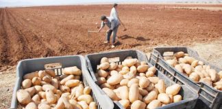Ain Defla: Plus de 2,1 millions de quintaux de pomme de terre de saison attendus