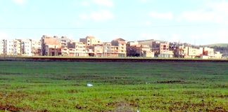 Saïda: Récupération de plus de 1.200 hectares de terres agricoles non exploitées