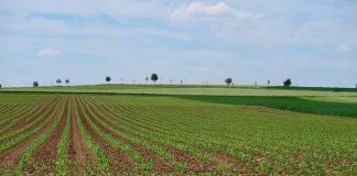 Médéa: Près de 1500 hectares consacrés aux cultures oléagineuses