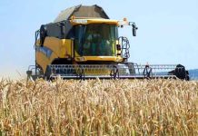 Sécurité alimentaire: L’Algérie s’apprête à signer une récolte record, selon la FAO