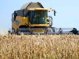 Sécurité alimentaire: L’Algérie s’apprête à signer une récolte record, selon la FAO
