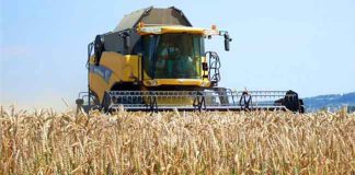 El Bayadh: Une production d’environ 100.000 quintaux de céréales attendue