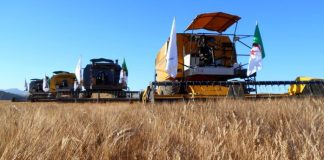 Nâama: Lancement de la campagne moisson-battage avec une production attendue de près de 140.000 quintaux de céréales
