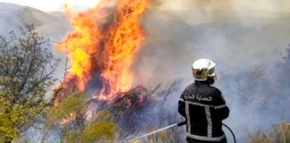 Incendies de forêts: Extinction des feux déclarés dans les wilayas de Blida et Médéa