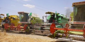 Wilayas de l’Est du pays: La campagne moisson-battage bat son plein