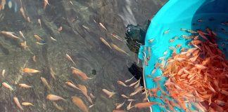 Nâama: Lancement des premières expériences d’élevage de tilapia rouge dans des bassins d’irrigation agricole